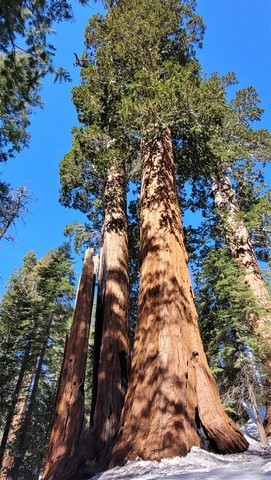 King's Canyon - Sequoia